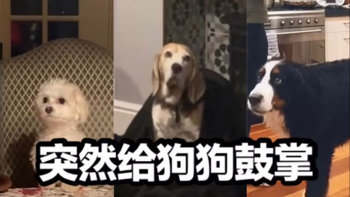 Tiba-tiba memberi tepuk tangan kepada anjing, bagaimana reaksi sang anjing?