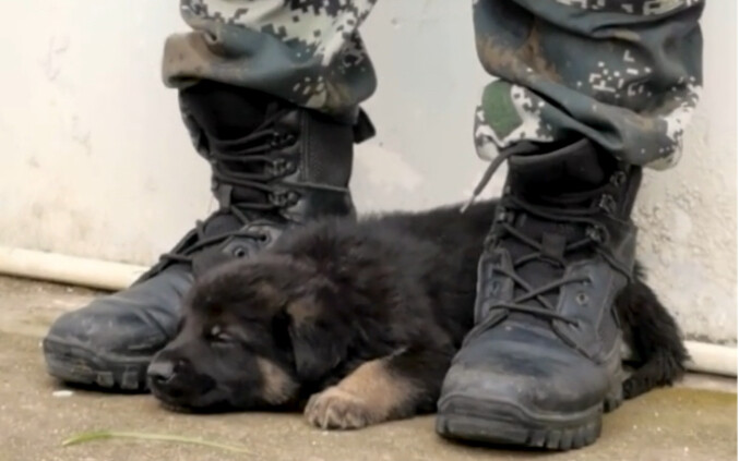 So cute it’s overwhelming! Take them all—soldiers on duty get “flirted with” by a pack of adorable p