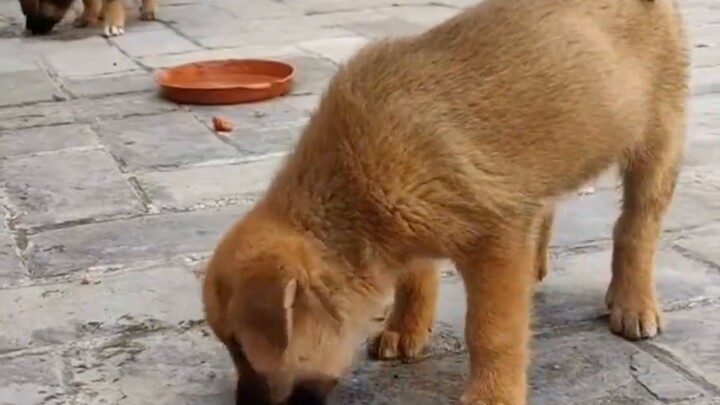 Cứ ăn đi, con chó thực sự coi bạn như anh trai nó