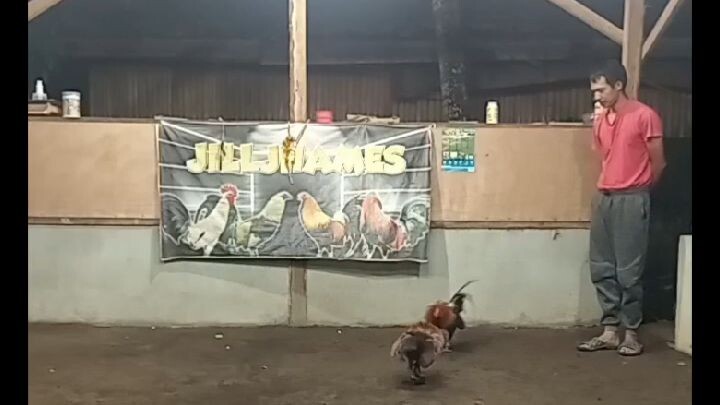 Jilljhames stags national from Camiguin