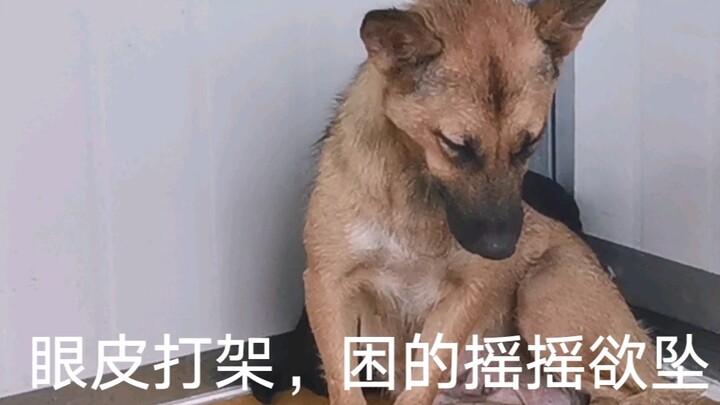 外面下大雨，母狗叼崽来我办公室：护在身后不敢睡，怕我抓出去。