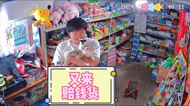 Lagi-lagi muncul si penghancur uang; kucing liar kian banyak, toko kelontong pun bakal bangkrut kare