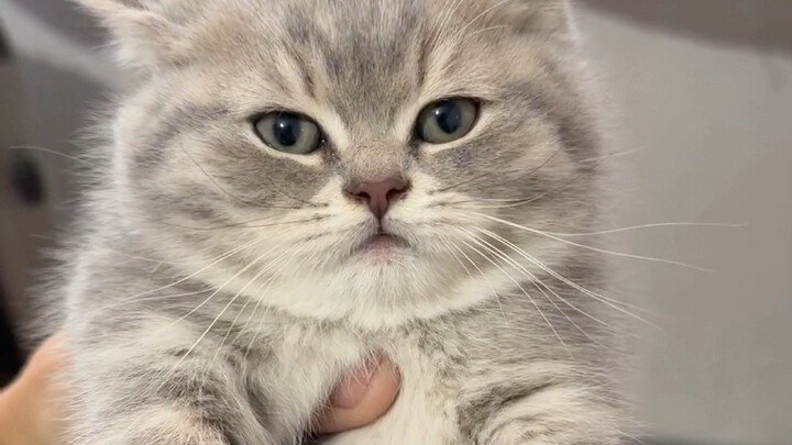เหมียว