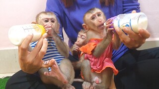 Mom Feed the three brothers milk