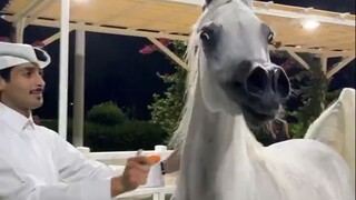 动画片同款马儿，阿拉伯马了解一下