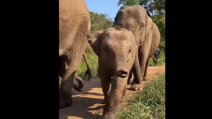 This little elephant is just too cute! #ElephantsMigratingNorth