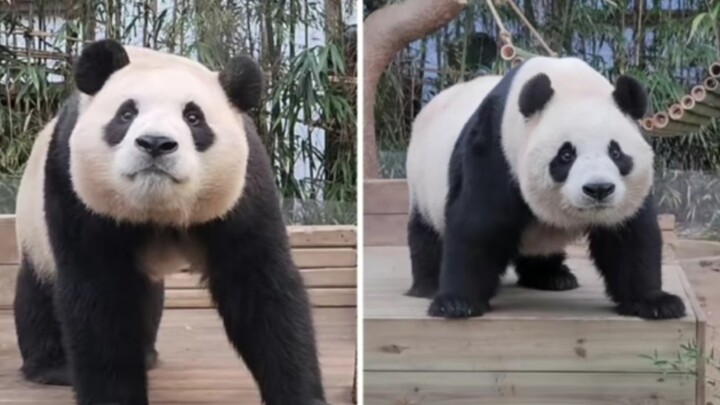 Kaki supermodel Fu Bao vs kaki seperti kentang Ai Bao