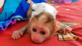 Pitiful baby monkey Luca looks so sad, playing alone & tries to look for Mom to comfort him