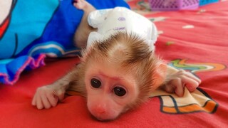 Pitiful baby monkey Luca looks so sad, playing alone & tries to look for Mom to comfort him