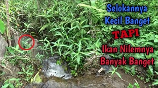 Mancing di Selokan Pinggir Sawah Ini Banyak Banget Nilemnya Broo