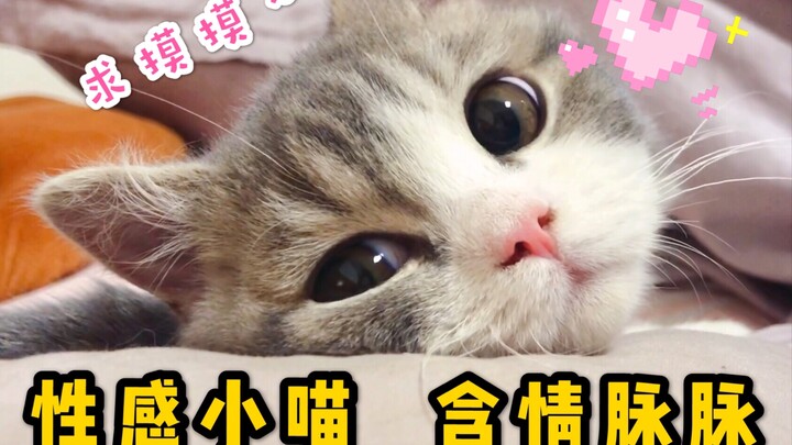 【Buku Harian Buta】Pagi-pagi saat membuka mata, si kucing kecil sudah menempel di samping bantal, man