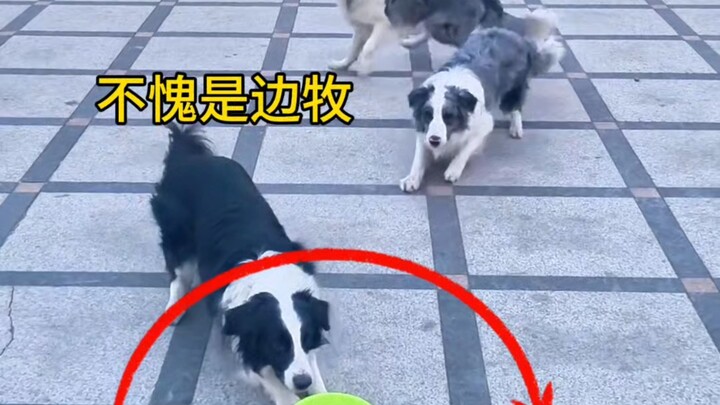 【เสี่ยวหลิวมาดู】วิดีโอล่าสุดเผยแพร่แล้ว รีบเข้ามาชมกันเลย!