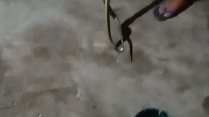 SNAKE FOUND AT HIS BEDROOM!!!