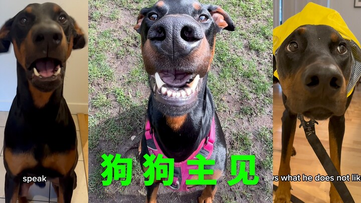 A very opinionated dog 🐶
