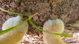 Mèo: Trong ngôi nhà này ngoài việc làm nông còn phải quay video nữa, đúng là lo lắng hết cả lòng!