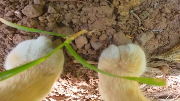 القط: في هذا المنزل، بالإضافة إلى القيام بالأعمال الزراعية، عليّ أيضًا تصوير مقاطع الفيديو، يا لها م