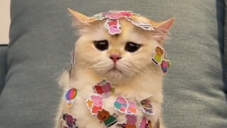 "كما توقعت، القط الصادق للغاية سيتعرض للخسارة!"