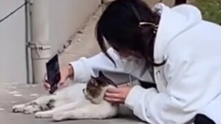 《Học trưởng mèo bị ghi nhớ》