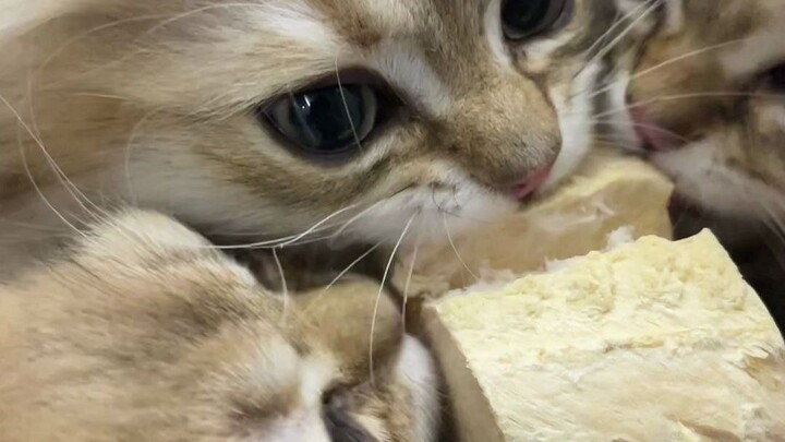 Lại một lần nữa đánh giá thấp năng lực kinh doanh của nó 😂