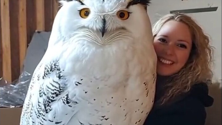 غريب، لماذا تكون حيوانات الخارج أكبر بكثير من الحيوانات الصينية؟