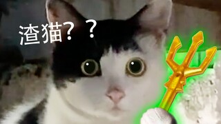 史上最渣的奶牛猫，叫你“海王”都不为过！