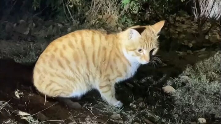 “The Peerless Good Cat”