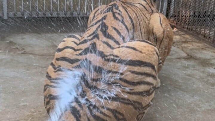 Netizen: Bathing the Siberian tigers—one is grumpy and cursing, while the other cooperates nicely.