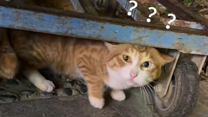 猫：你干嘛啊？这么冒昧