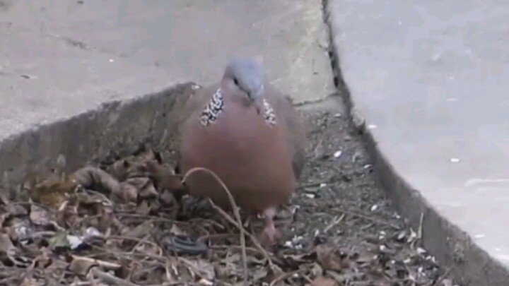 The pigeon helped sharpen the image for you—quick, say “thank you, pigeon!”