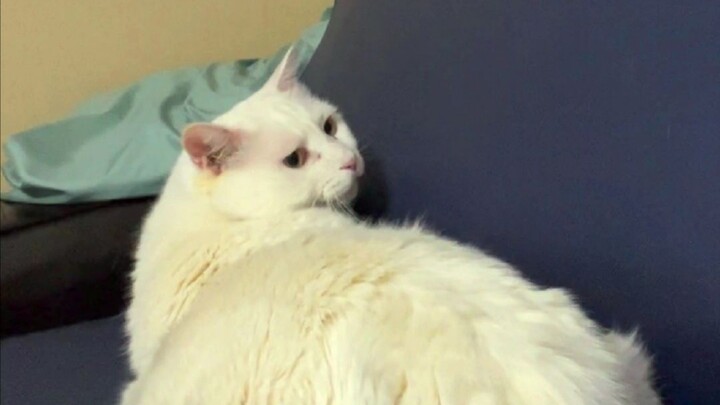 Xiao Mi: Suara panggilan Da Mi semakin mirip burung saja