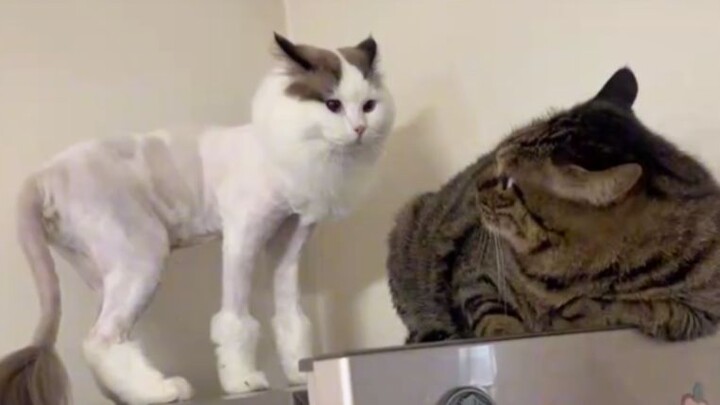 [Animal Voiceover] Honey, I’m back from the barber.