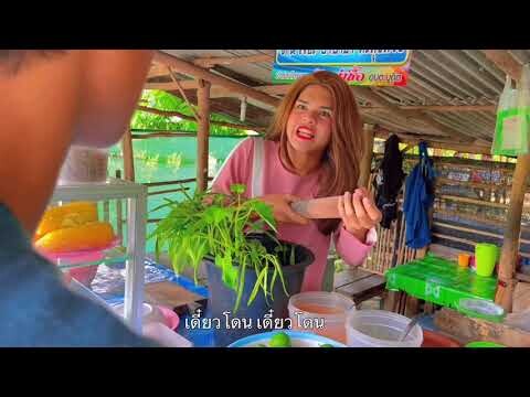 กัญชา Ganja