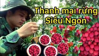 Mùa hoa quả trên miền núi | thanh mai rừng siêu ngon | TRIỆU VLOG