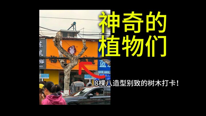 Có những cây, sinh ra đã để làm cảnh.