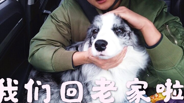 How tough is the Spring Festival travel rush for dog owners? You’ll find out after watching this vid