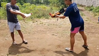 raptor sweater cross limon 84 napabileb ang kalaban sa manok ko