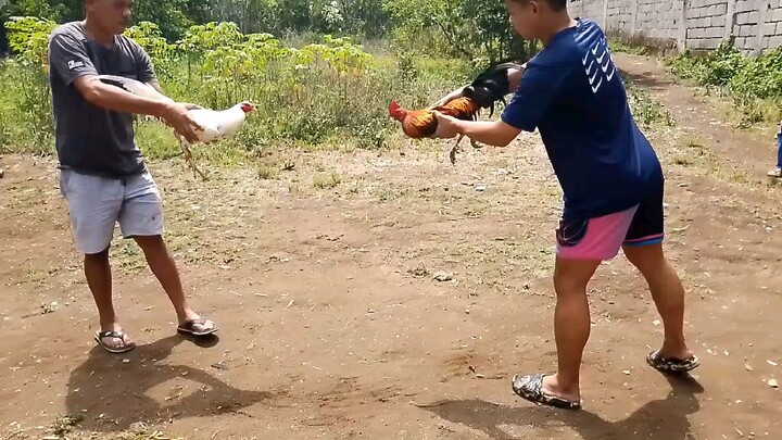 raptor sweater cross limon 84 napabileb ang kalaban sa manok ko