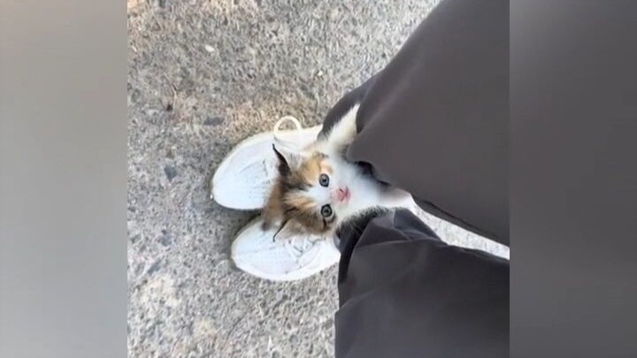 What a vicious little cat! Baby: It’s you, take me away now