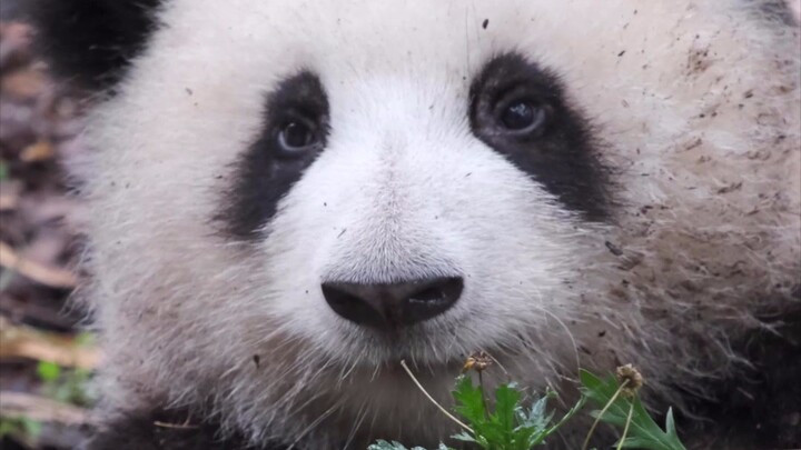 ปฏิกิริยาของฮานะตอนได้ยินคุณเรียกเธอ