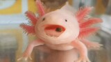 [Hewan] Seekor Axolotl yang Rewel dengan Makanannya