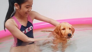 My Golden Retriever's First Time to Swim | Amazing Zia