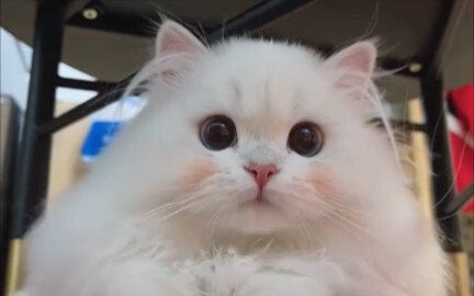 A look at some of the most popular fake cats on the internet