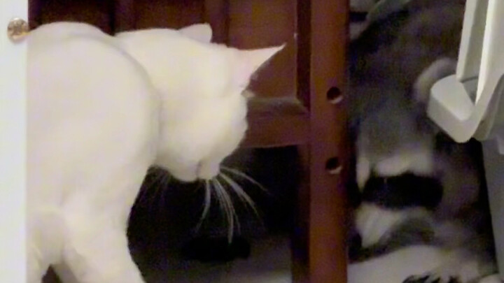 Gấu mèo bị mèo đánh…