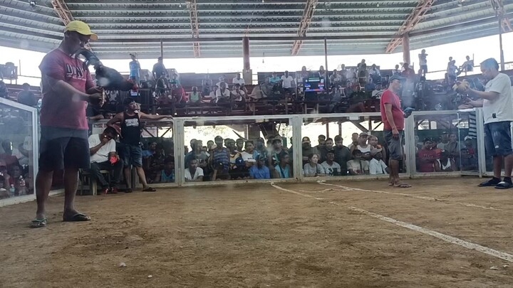 1st fight WIN 2cock #Stephen tubao La union