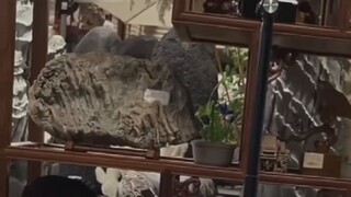 "The owner collects stones at home" The owner collected several tons of stones at home, directly cru
