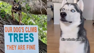 รวบรวมสุนัขสุดเท่และตลก 2022 - 4️⃣ คุณปาว🐶