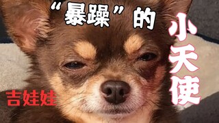 Terlalu manja hingga membuat pacar cemburu: seekor chihuahua ceria dengan banyak kebiasaan unik