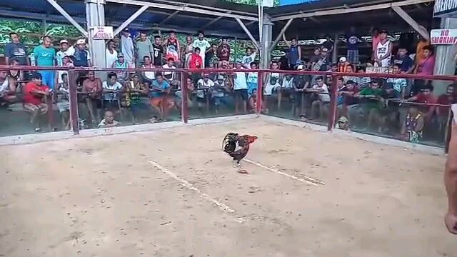 first time ko mag bitaw sa malaking sabongan👌 win👑