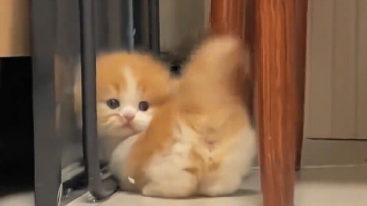 “The world is falling apart, but the little cat mends it piece by piece.”