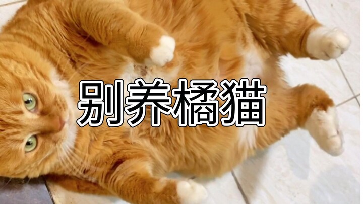 اشتريت قطة بـ 20 يوان، وعندما بدأت أربيها... خسرت كل مالي (T⌓T)